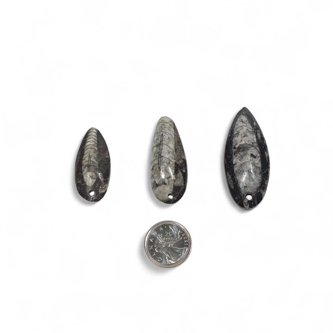 Pendentifs Orthoceras