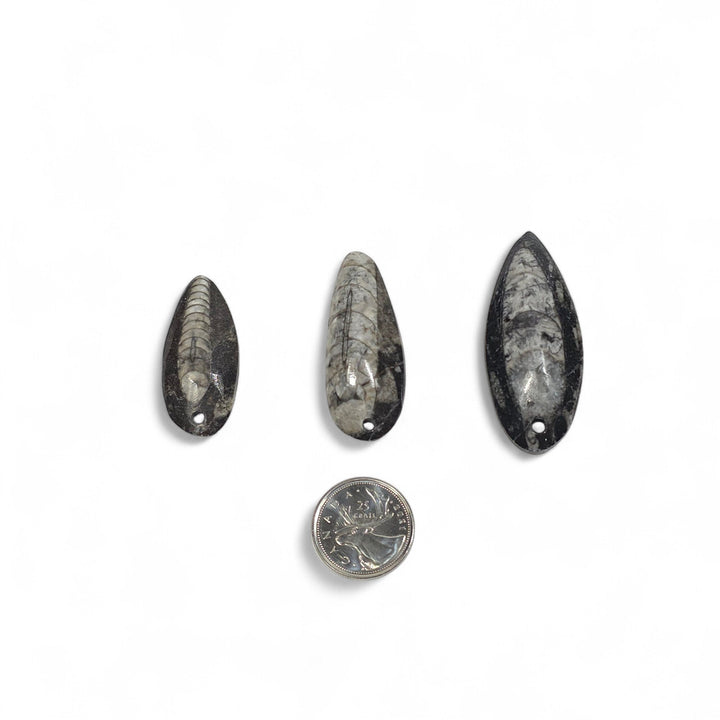 Pendentifs Orthoceras