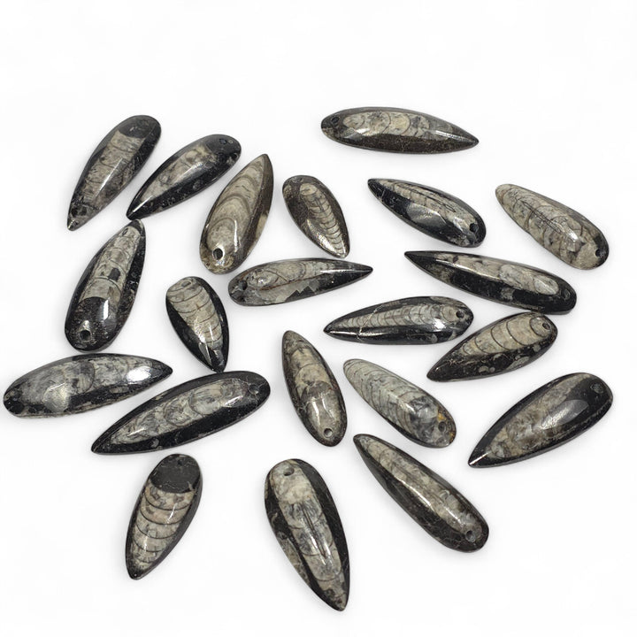 Pendentifs Orthoceras