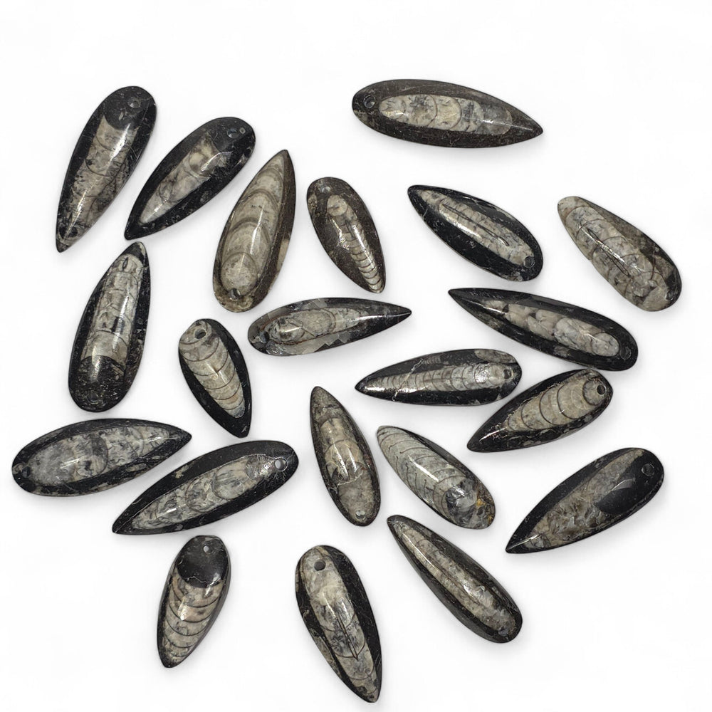 Pendentifs Orthoceras