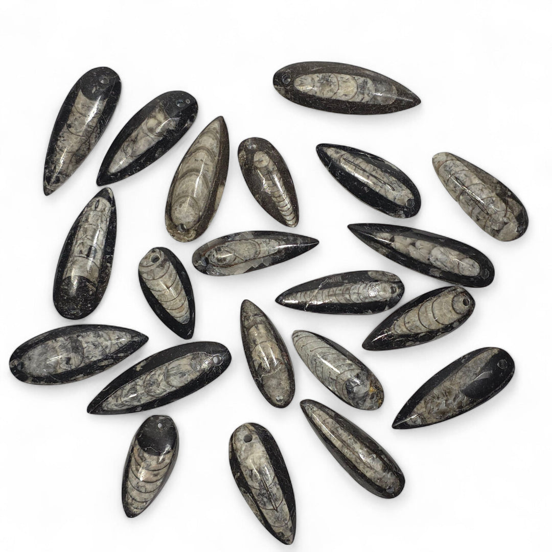 Pendentifs Orthoceras