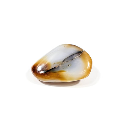 Agate Dendritique Polie