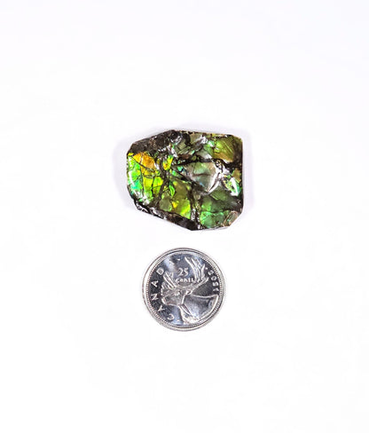 Ammolite de Feu