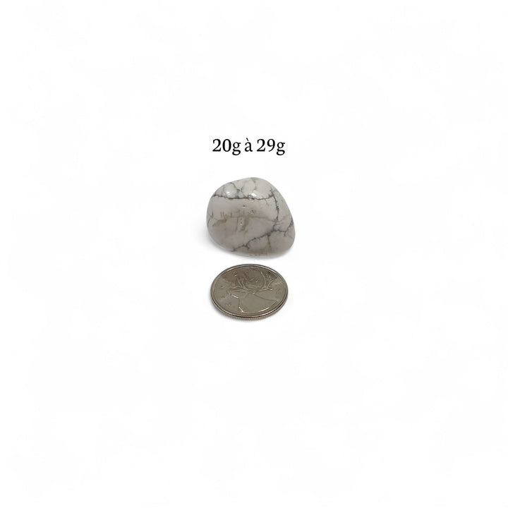 Howlite roulée 20 à 29 grammes avec pièce de 25 cents servant de repère pour la dimension.