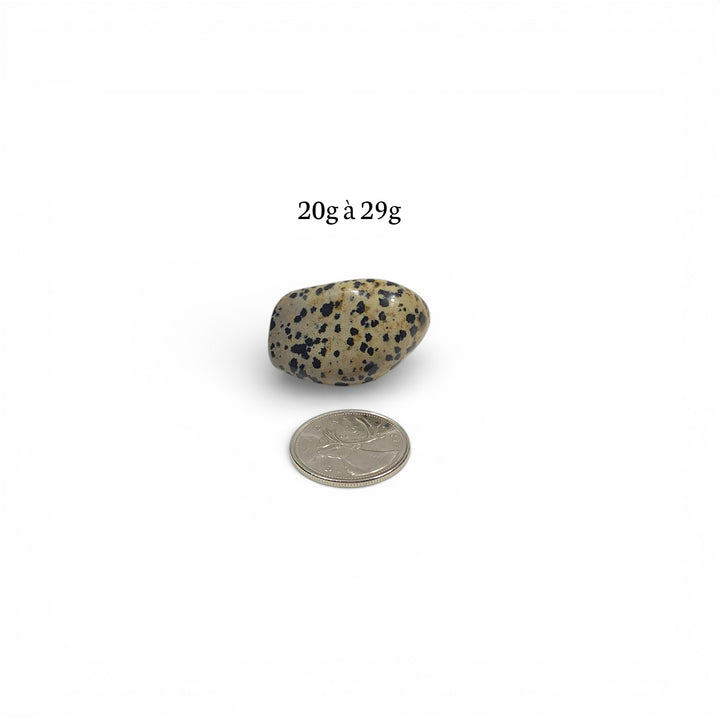 Jaspe Dalmatien Roulée