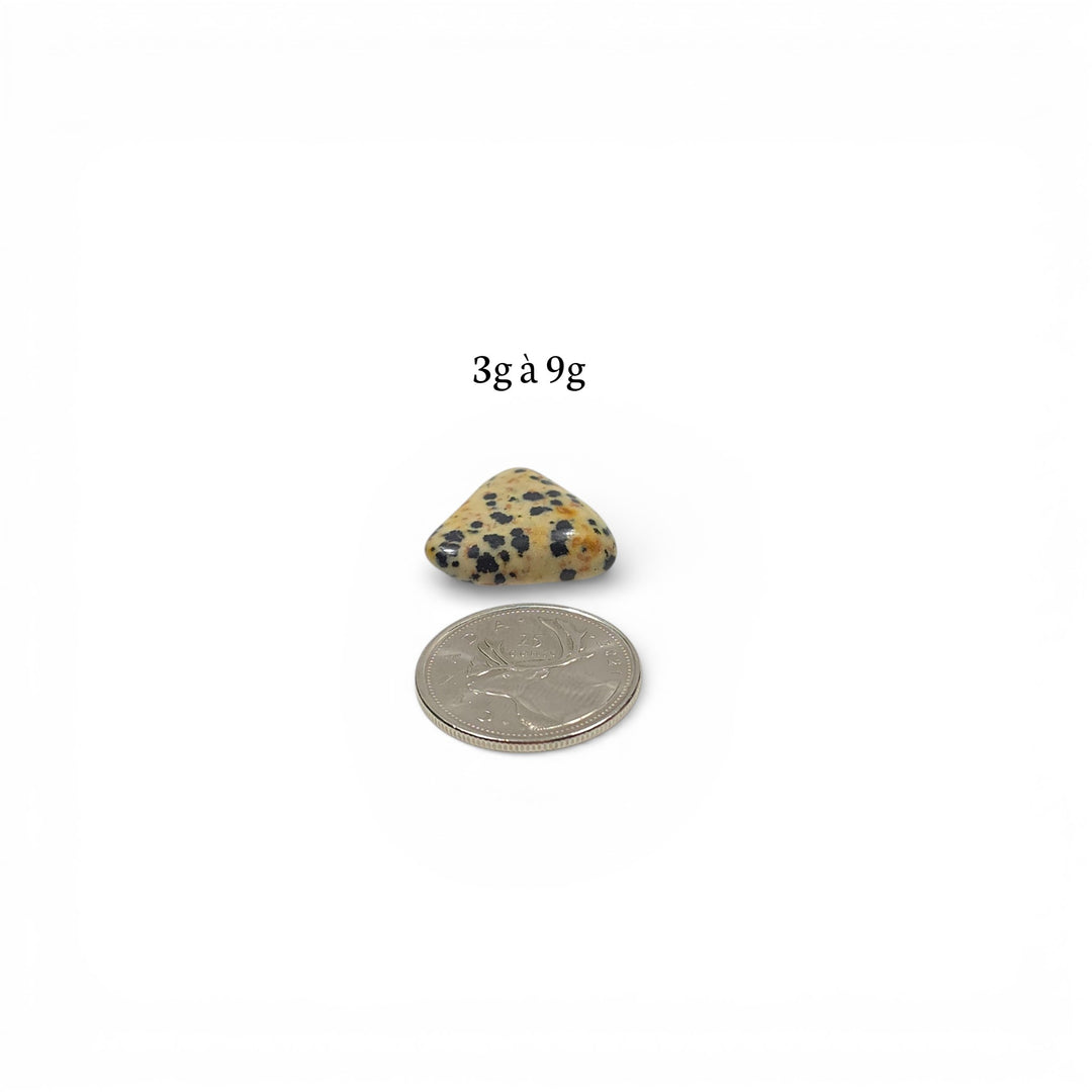 Jaspe Dalmatien Roulée