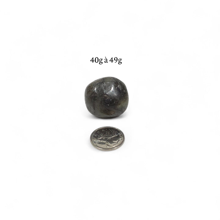 Labradorite roulée foncée, poids de 40g à 49g, photographiée avec pièce de 25 cents pour comparaison visuelle.