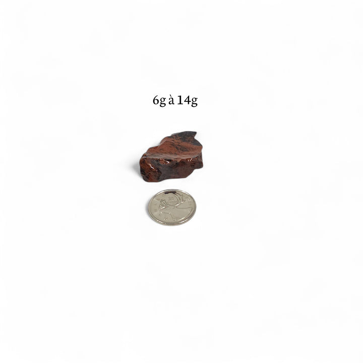 Obsidienne Acajou brute entre 6 et 14 grammes, présentée à côté d’une pièce de 25 cents pour comparaison visuelle de la taille.