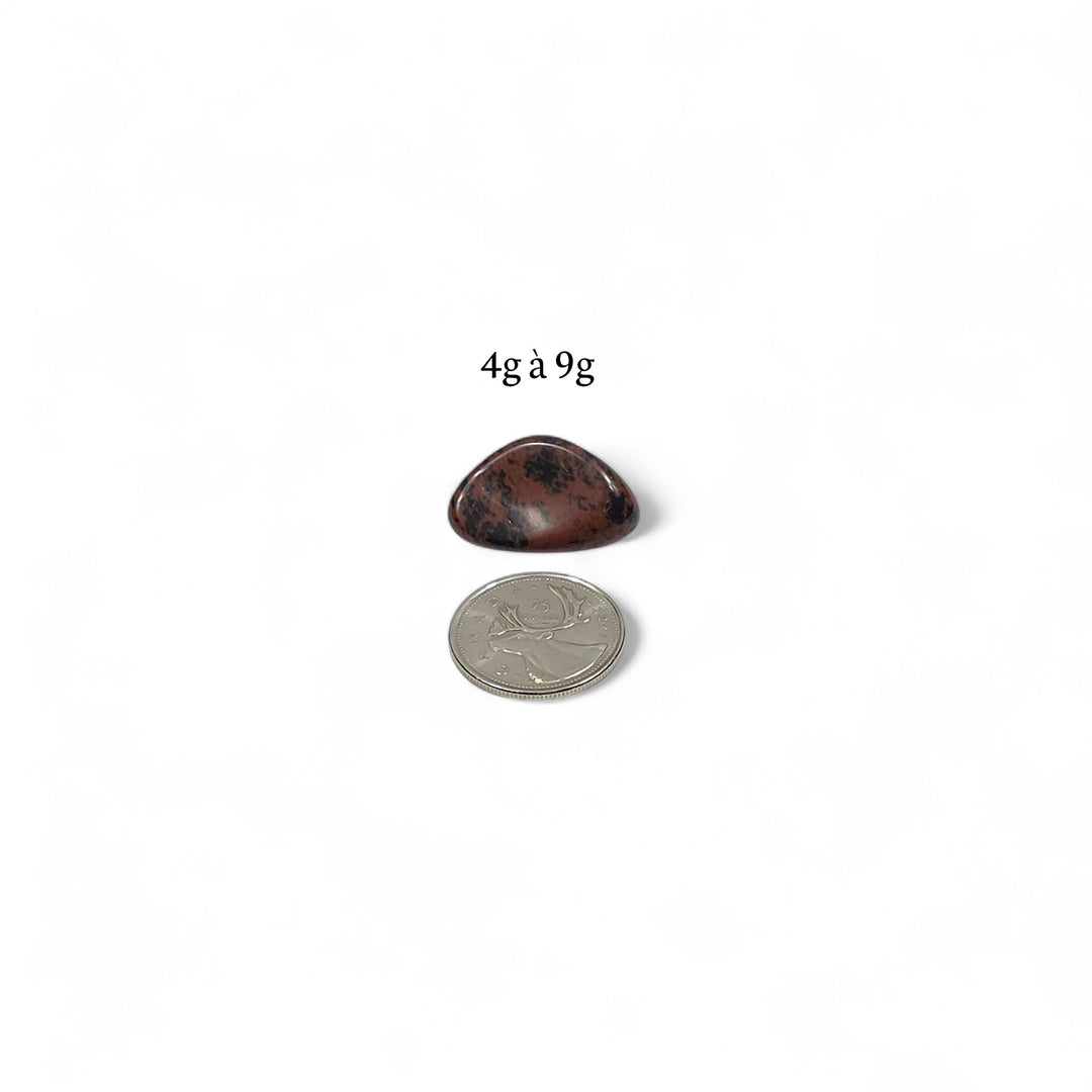 Obsidienne Acajou polie pesant entre 4g et 9g, présentée à côté d’une pièce de 25 cents pour comparaison visuelle.