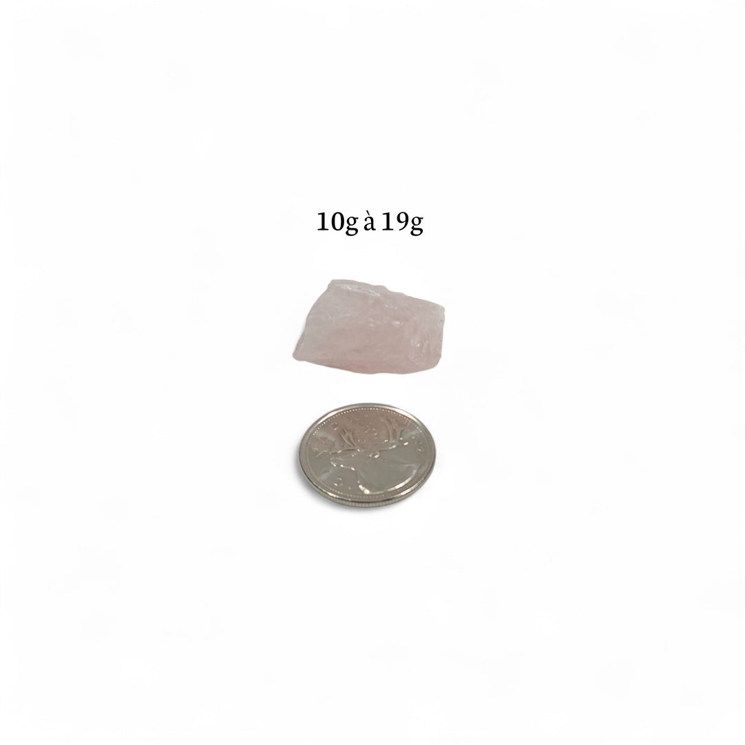 Quartz Rose brut de l'Inde pesant entre 10g et 19g, présenté à côté d'une pièce de 25 cents pour comparaison visuelle de la taille.