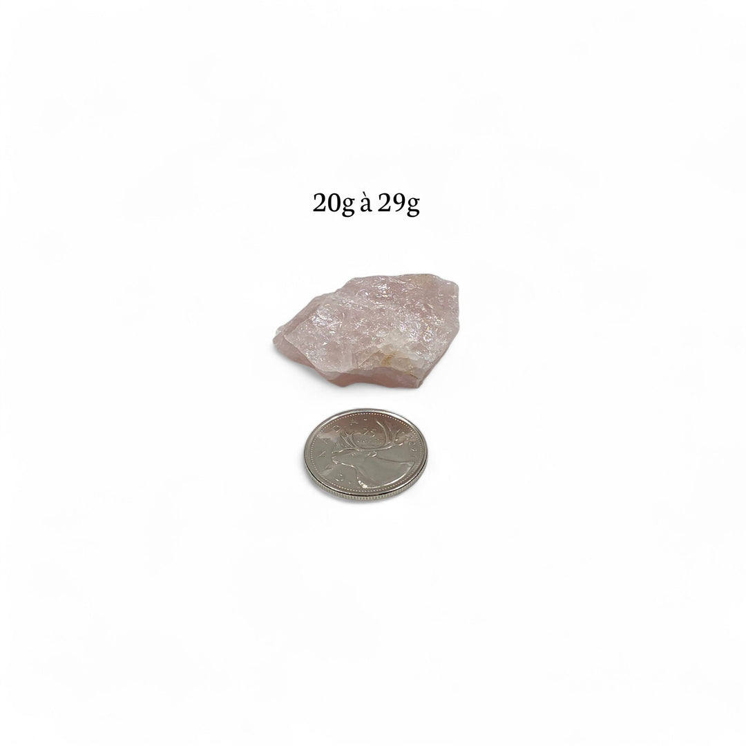 Quartz Rose brut de l'Inde pesant entre 20g et 29g, avec pièce de 25 cents servant de repère pour la dimension.